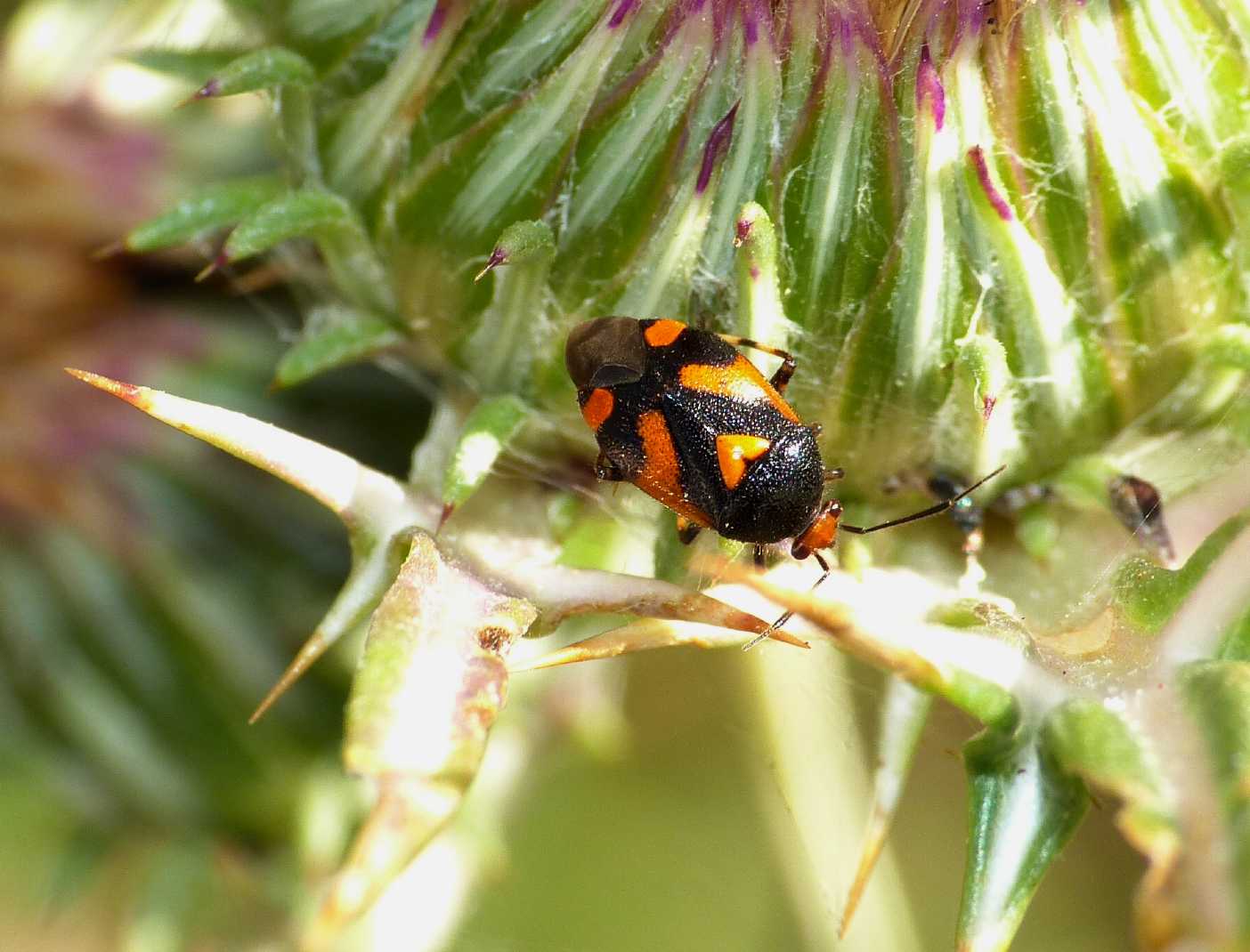 Miridae: Deraeocoris (Deraeocoris) schach su cardo